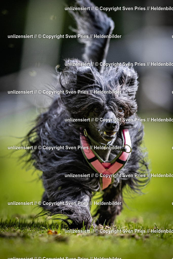 Sven Pries | 2025-10-03 - Hunderennen Obergrombach - Realisiert mit Pictrs.com