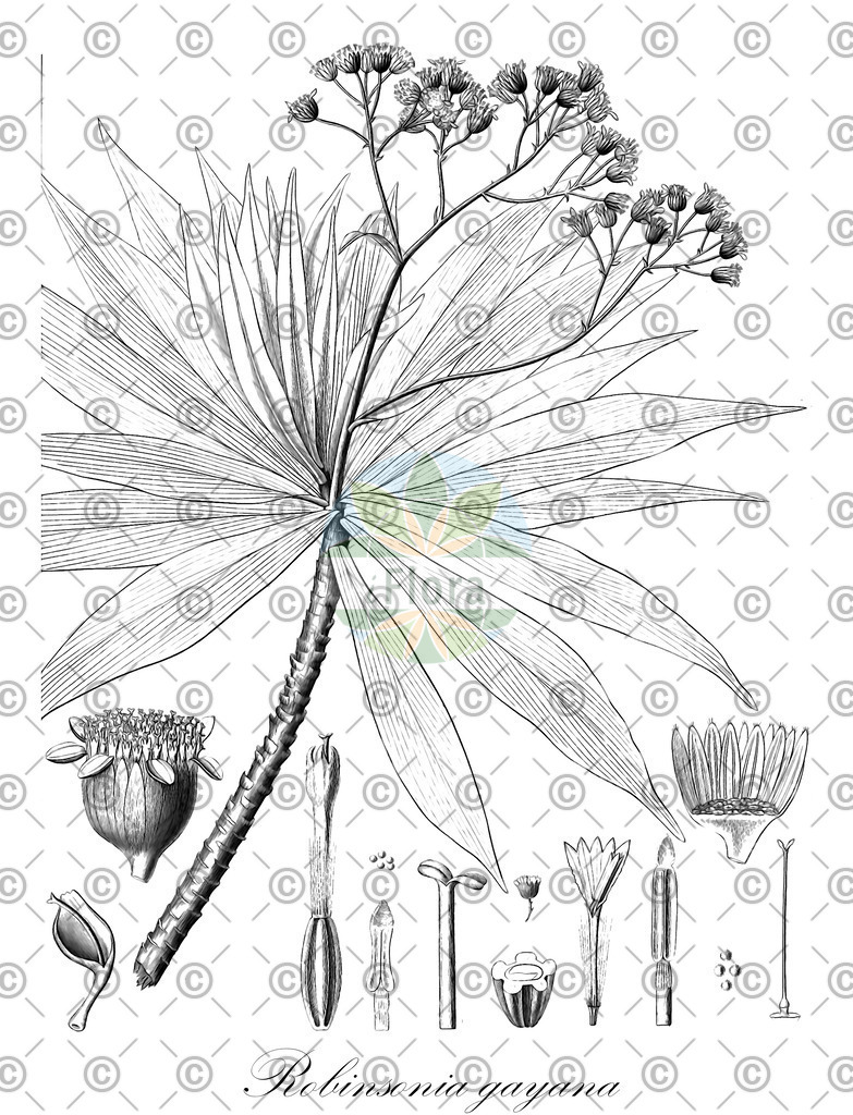 HistAbb_wfo-0001215869_1_ENZY_Simple | Historische Abbildung von Robinsonia gayana - Asteraceae | Historical Illustration of Robinsonia gayana - Asteraceae