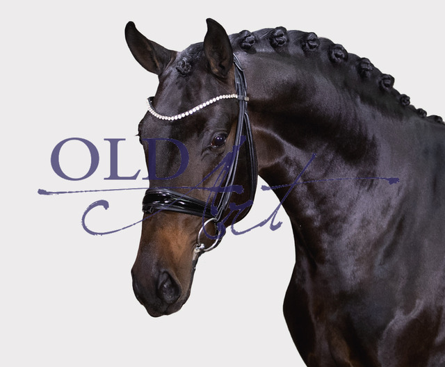 69 DE 431310816521 So Perfect - Benicio - Florencio I_Kopf | <meta name="description" content="★Offizieller Merchandise und Foto-/Videostore des Oldenburger Verbandes.★ ✅Jetzt auch digital Ausdrucke erhältlich." />
<meta name="keywords" content="Merchandise Foto-/Videostore Oldenburger Verband Photographie 