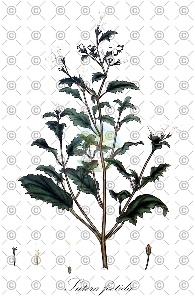 HistAbb_wfo-0000168830_1_ENZY_Simple | Historische Abbildung von Sutera foetida - Scrophulariaceae | Historical Illustration of Sutera foetida - Scrophulariaceae