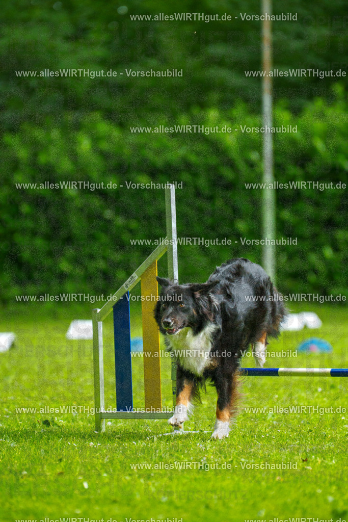 @allesWIRTHgut_Tierfotografie - www.allesWIRTHgut.de - 091257-7R506728 | Professionelle Tierfotografie in Mönchengladbach von Daniel Wirth (allesWIRTHgut). Liebevolle & natürliche Bilder von Hunden & Katzen für unvergessliche Erinnerungen.