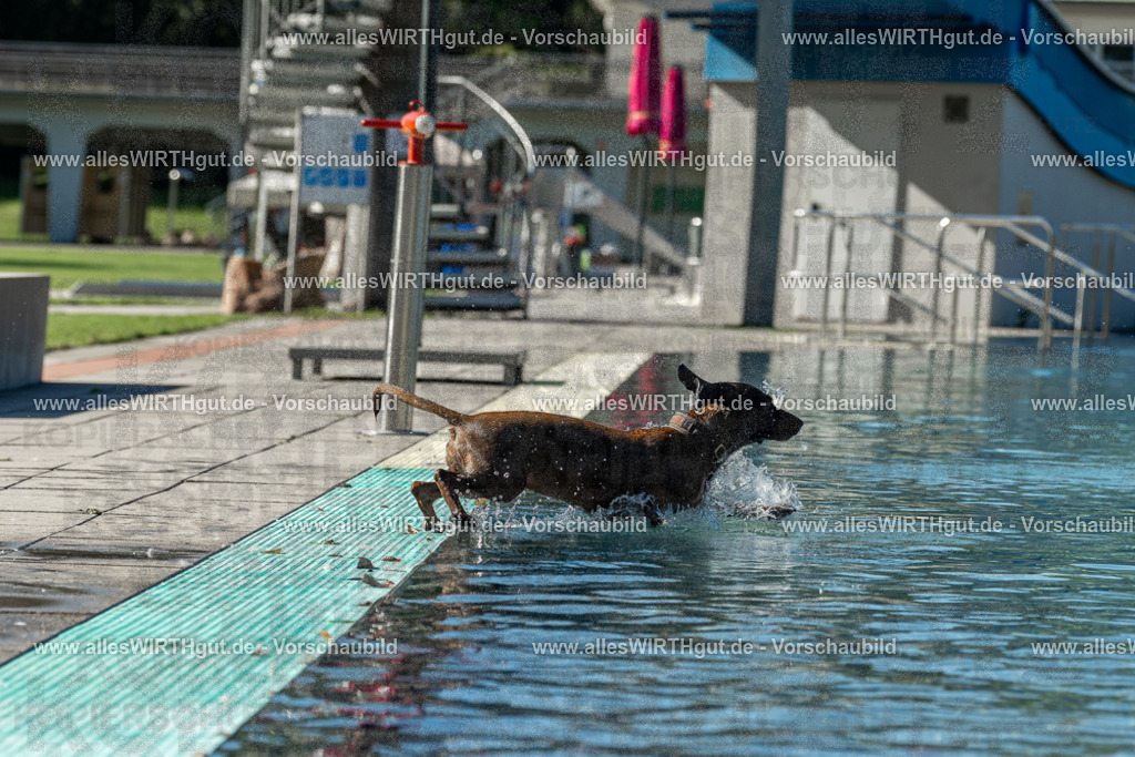 Hundeschwimmen_Volksbad_2026-allesWIRTHgut_Tierfotografie-2609061035-094519-7R509011 | Professionelle Tierfotografie in Mönchengladbach von Daniel Wirth (allesWIRTHgut). Liebevolle & natürliche Bilder von Hunden & Katzen für unvergessliche Erinnerungen.