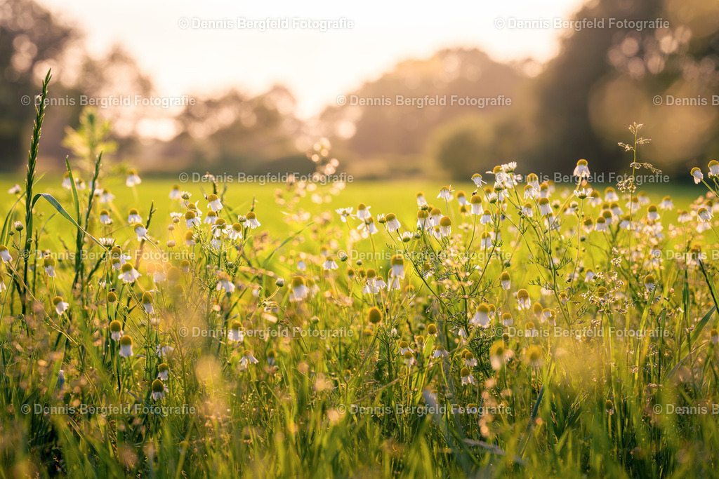 Blumenwiese 1 | Entdecken Sie Natur, Makro und Tierfotografie von Dennis Bergfeld.Besondere Momente und Details der Natur, hochwertig als Foto und Wandbild erhältlich. - Realisiert mit Pictrs.com