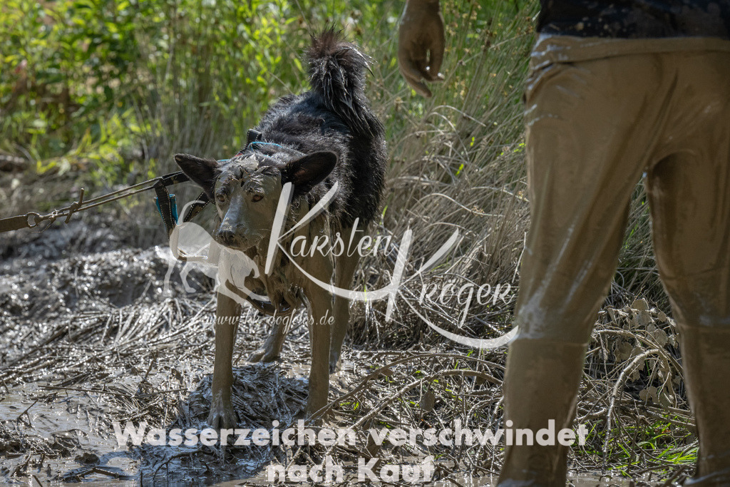 1504_ZZ92523 | kk-dogfotos