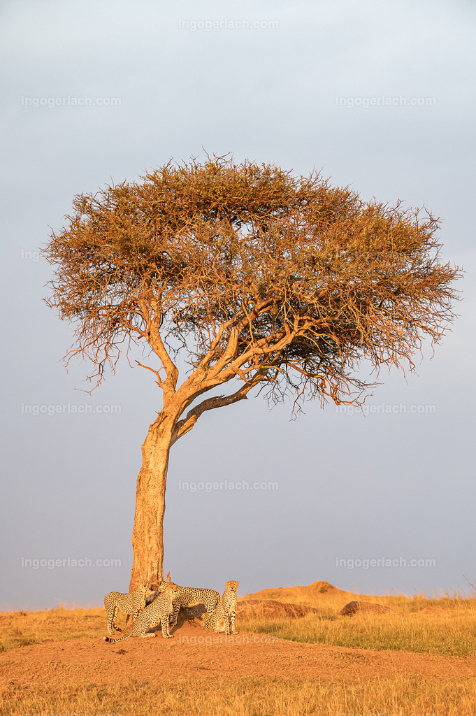Die Gepardenkoalition beim Sonnenuntergang | Die fünf Gepardenbrüder oder auch Gepardenkoalition genannt fotogen beim markieren ihres Reviers.