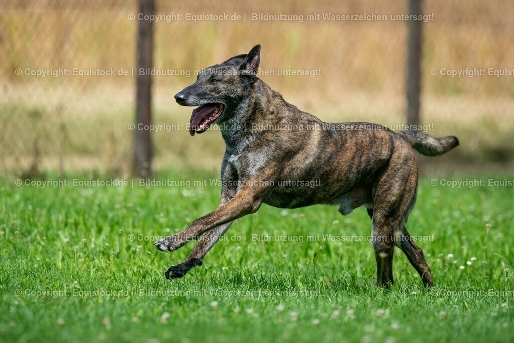 20210728_Schutzhund-in-Bewegung_0007 | Foto: Thomas Hartig
