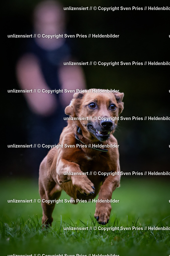 Sven Pries | 2024-10-19 - Hunderennen Ober-Grombach - Realisiert mit Pictrs.com