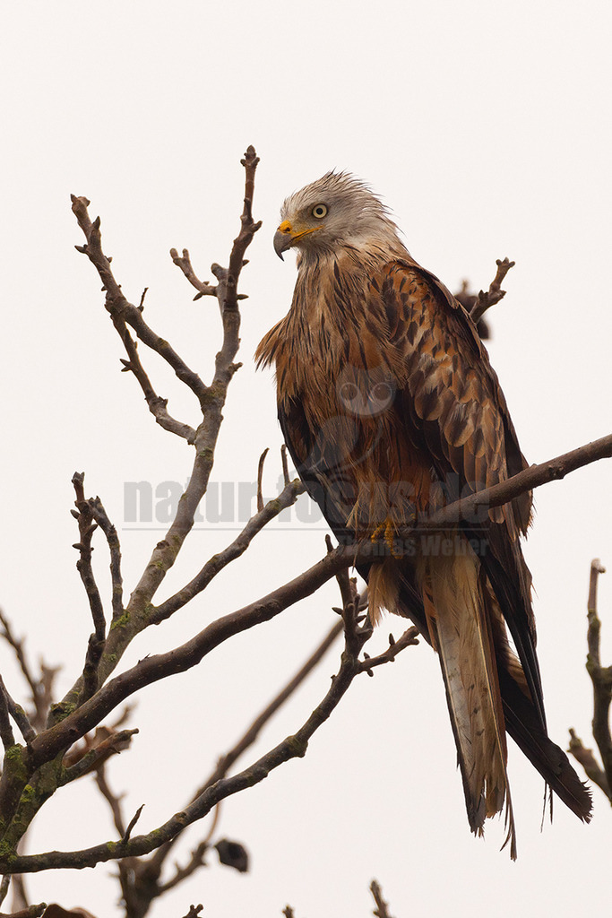 R5NF5800_20241027 | Der Rotmilan, auch Roter Milan, Gabelweih oder Königsweih genannt, ist eine Greifvogelart aus der Familie der Habichtartigen. Der gut mäusebussardgroße, lang- und schmalflügelige Greifvogel hat seinen Verbreitungsschwerpunkt in Deutschland.  - Realisiert mit Pictrs.com