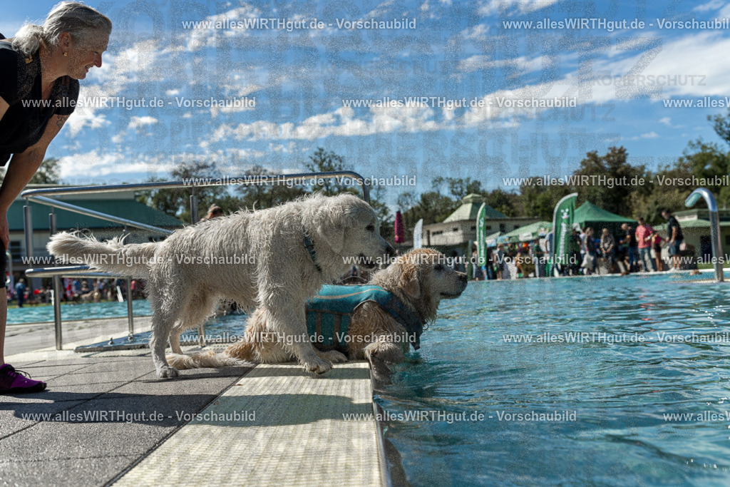 Hundeschwimmen_Volksbad_2026-allesWIRTHgut_Tierfotografie-2609061303-121343-7R500439 | Professionelle Tierfotografie in Mönchengladbach von Daniel Wirth (allesWIRTHgut). Liebevolle & natürliche Bilder von Hunden & Katzen für unvergessliche Erinnerungen.
