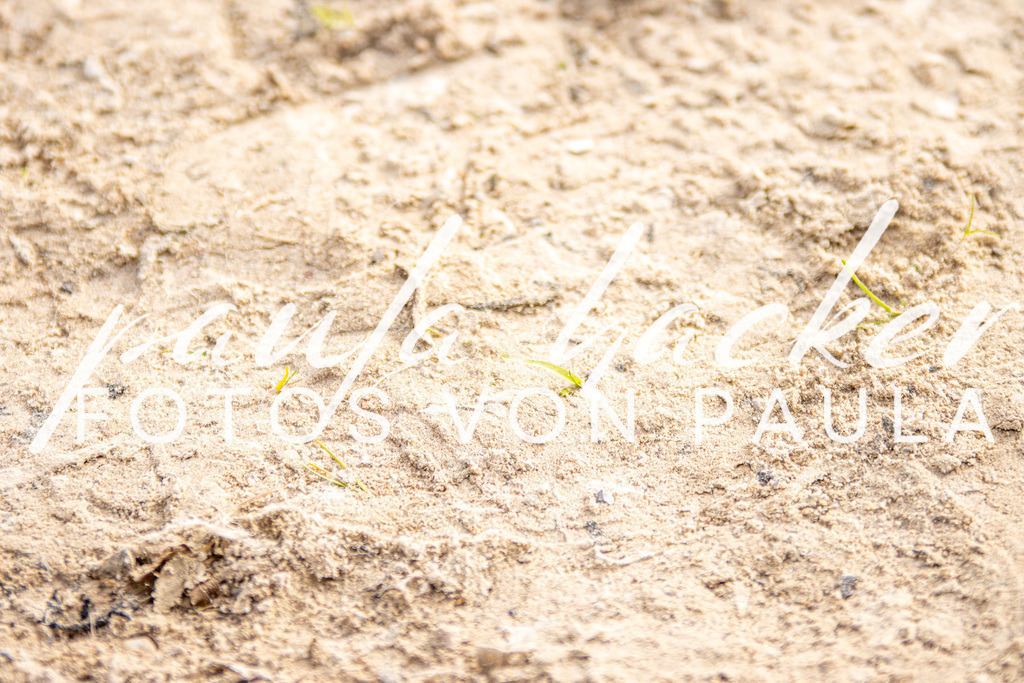 IMG_3220 | Erleben Sie dynamische Sport- und emotionale Tierfotografie in Süddeutschland mit Fotos von Paula. Spezialisiert auf Pferde- und Hundefotografie sowie Sportevents. Kontaktieren Sie mich für einzigartige und ausdrucksstarke Bilder Ihrer besonderen Momente.