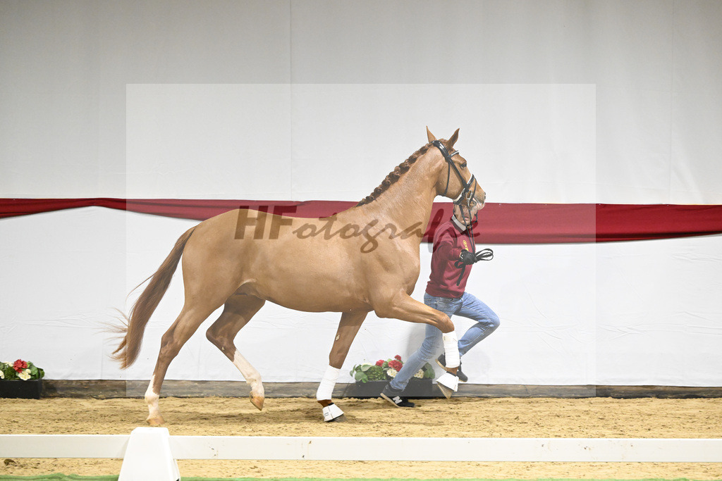 Kat-Nr. 14 v. Escamillo_Rhenania Pferde_63220198 | hf-fotografie - Realizzato con Pictrs.com