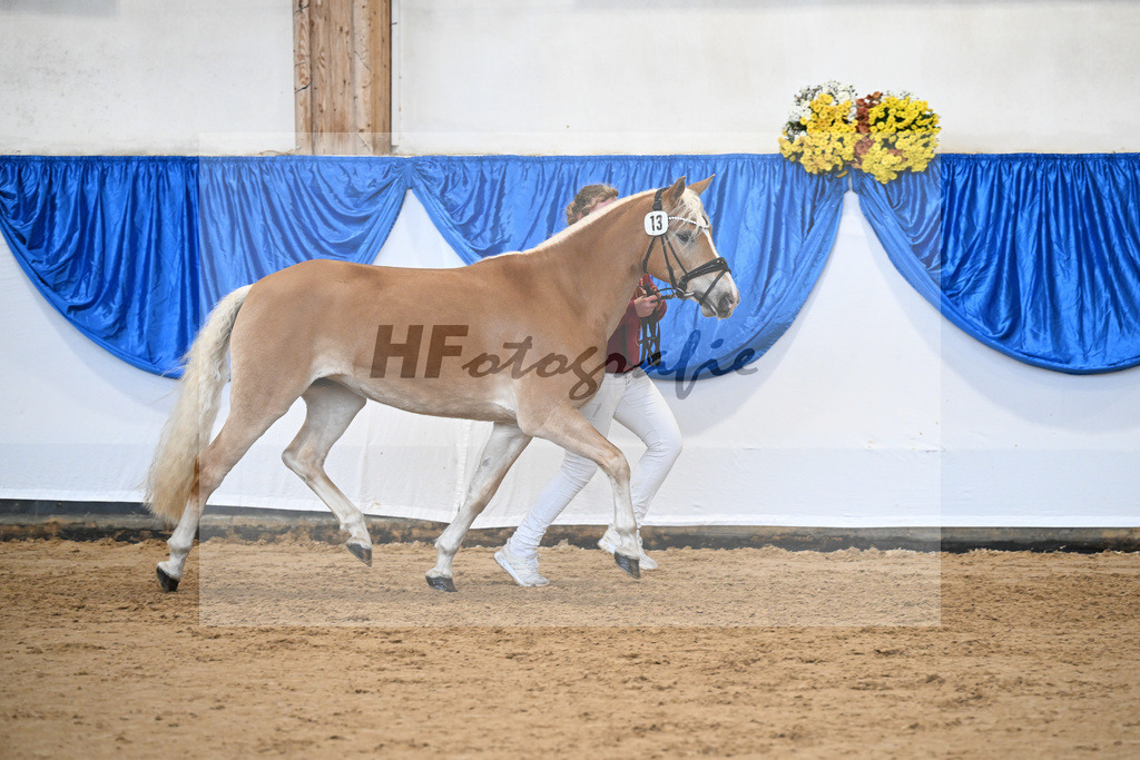 Bl. Band Kat-Nr. 13 Miss Nearly Perfect B v. Naiv-Sohn_Bonitz_48251486 | hf-fotografie - Realisiert mit Pictrs.com