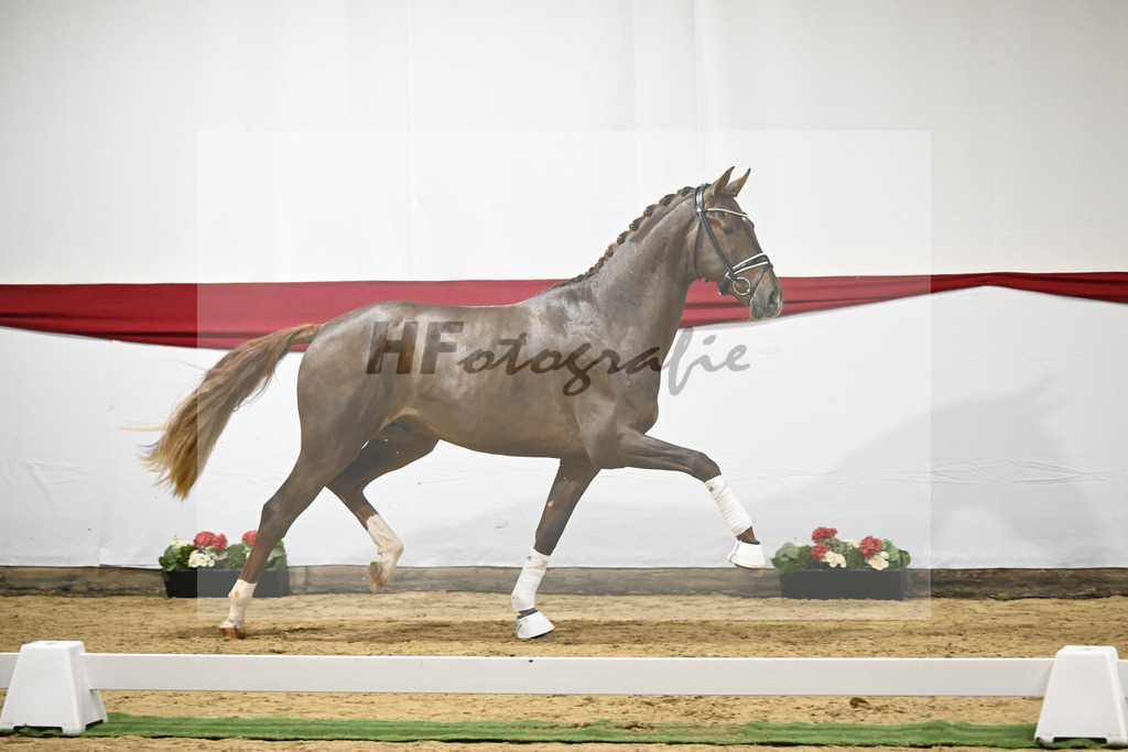 Kat-Nr. 6 v. Vitalis_Beckmann_63220170 | hf-fotografie - Realizzato con Pictrs.com