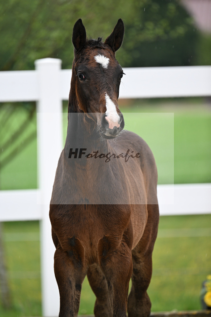 Kat-Nr. 45 SF Chaccothage Blue PS x Concetto_Lang-Wengert_23261552 | hf-fotografie - Realisiert mit Pictrs.com