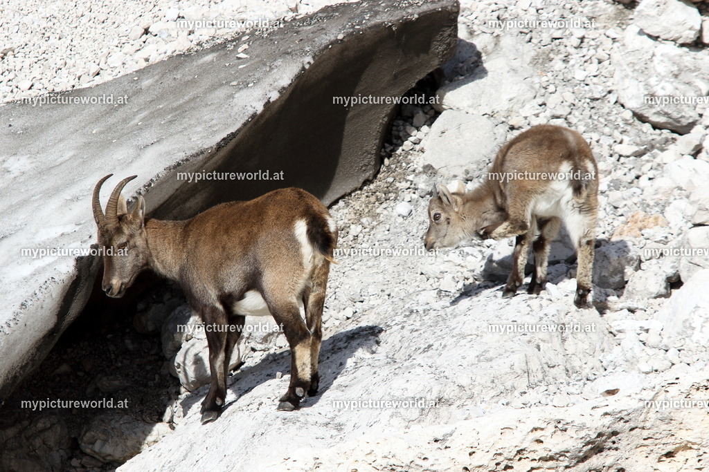 Alpensteinbock-104 | Das Bilderarchiv über Tiere, Planzen und Landschaften. In der Bilddatenbank finden Sie ein große Auswahl an hochwertigen Bilder für Ihre Werbung - Realisiert mit Pictrs.com
