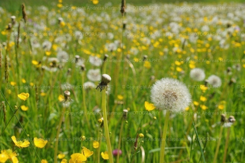 Frühlingsblumenwiese | Frühlingsblumenwiese - Realisiert mit Pictrs.com
