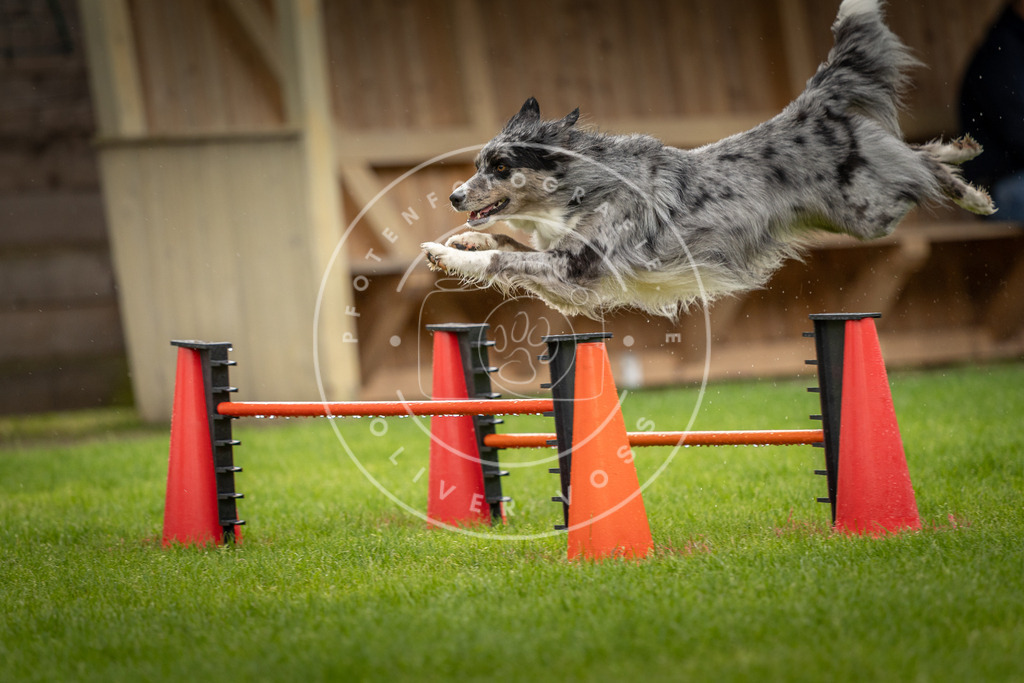 Pfotenfotografie_DV3A5028 | Hundefotografie, Tierfotograf, Pfotenfotografie, Fotoshooting Hund, Hunde Portrait, Hundesport, Hundeportraits, Heideshooting, Hunde, Sportfotograf, Hundefotograf, Turnierhundsport, THS,  - Realisiert mit Pictrs.com