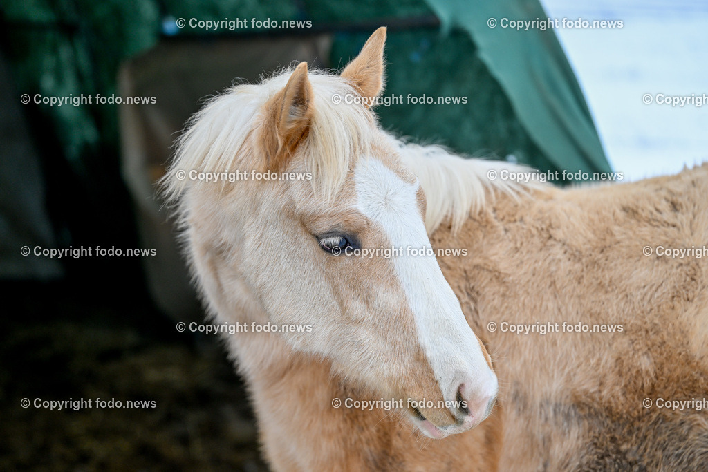 Slowakei_ Durcina_ Ranch Simba_ 06.01.2026-1 | 06.01.2026, Rajec, SVK, Themenbild, Pferde, im Bild Pferd, Pferde, Stute, Hengst, Fohlen, Quarter Horse, Ranch, Weide, Hof, Wiese, Stall, Nutztier, Tier, Winter, Schnee