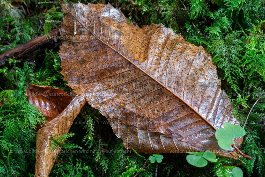 Feine Strukturen | ein Blatt - Realisiert mit Pictrs.com