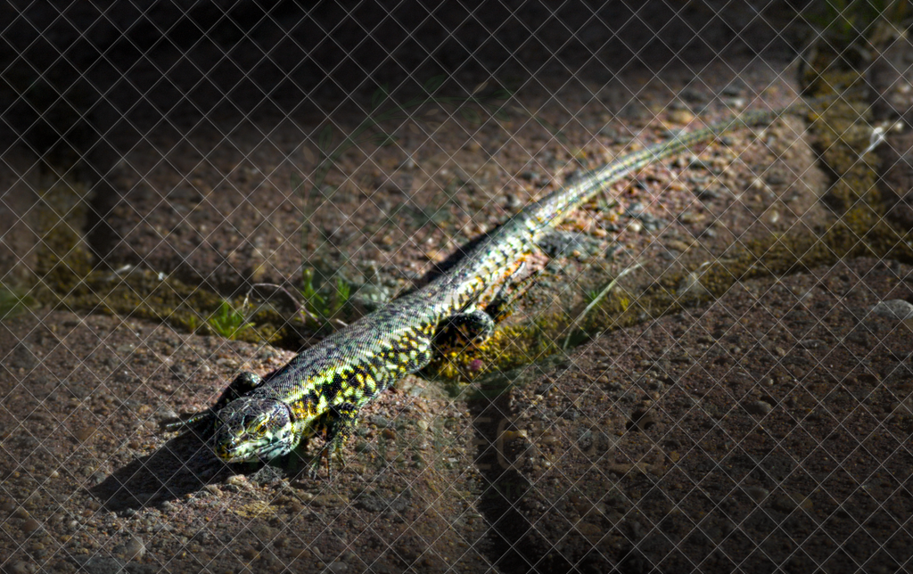 A Lizard Basking in the Sun | Wir bieten diverse Fotodrucke und Produkte entweder bereits vorgefertigter und selbstgeschossener Motive, sowie auch die Möglichkeit eigene Motive auf diverse Foto- und Wandbildartikel zu drucken. Eigene Uploads finden Sie im Warenkorb oder am unteren End - Realisiert mit Pictrs.com