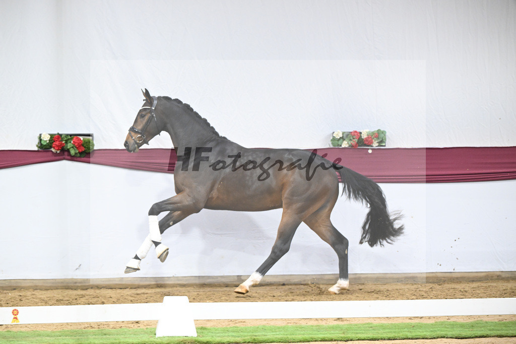 Kat-Nr. 111 Zackerey x Dante Weltino_Gerdi Rakelbusch_47253807 | hf-fotografie - Realisiert mit Pictrs.com