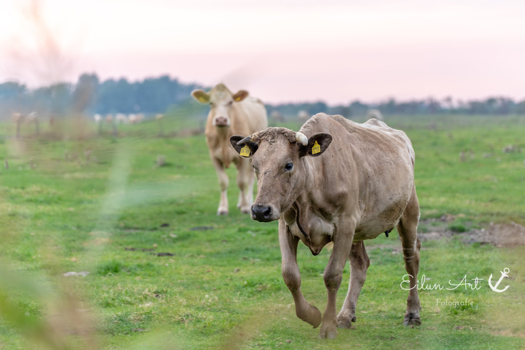 EAF_6925 | Eilun-Art-Fotografie Levke Martens, ihre Fotografin für Immobilien- und Landschaftsfotografie auf Föhr, Föhrer Motive als Poster, Leinwand, hinter Acrylglas oder stelle dir deinen eigenen Monatskalender zusammen, mit nur einem Klick