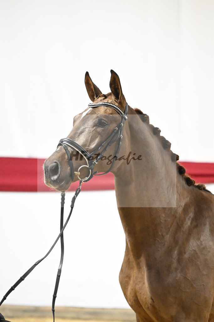 Kat-Nr. 56 v. Feinrich_Fink_63221687 | hf-fotografie - Realizzato con Pictrs.com