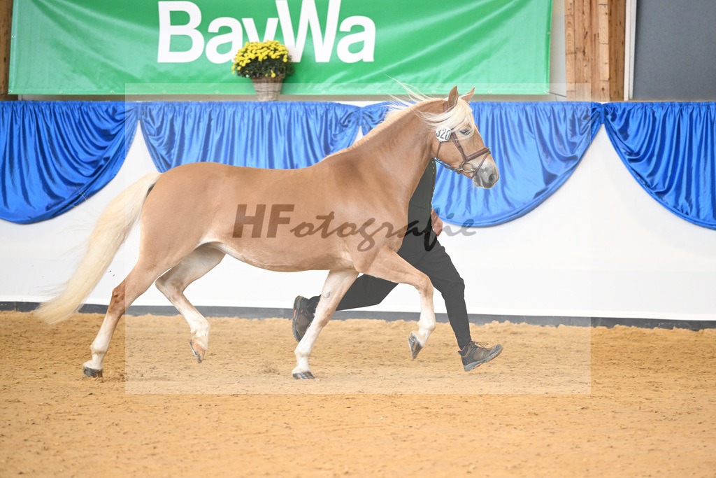 Kat-Nr. 320 Oktavia K_Kappelsberger_54223250 | hf-fotografie - Realisiert mit Pictrs.com