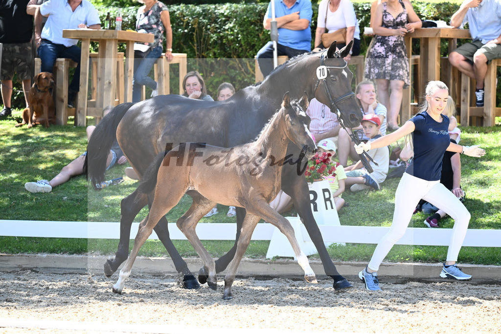 Kat-Nr. 70 HF Van Dijk x Royaldik_Hoffmann_27230749 | hf-fotografie - Realisiert mit Pictrs.com
