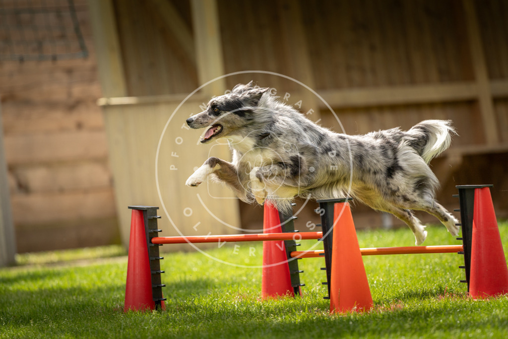 Pfotenfotografie_DV3A3500 | Hundefotografie, Tierfotograf, Pfotenfotografie, Fotoshooting Hund, Hunde Portrait, Hundesport, Hundeportraits, Heideshooting, Hunde, Sportfotograf, Hundefotograf, Turnierhundsport, THS,  - Realisiert mit Pictrs.com