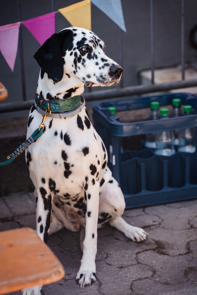 20260426-169 | MuT (Mensch und Tier) mit Mona - Fotografie und Tierkommunikation - Realisiert mit Pictrs.com