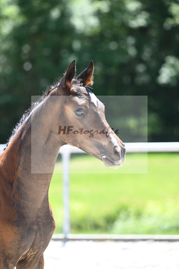 Kat-Nr. 23 SF Zauberlehrling PS_Scheer_16230526 | hf-fotografie - Realisiert mit Pictrs.com