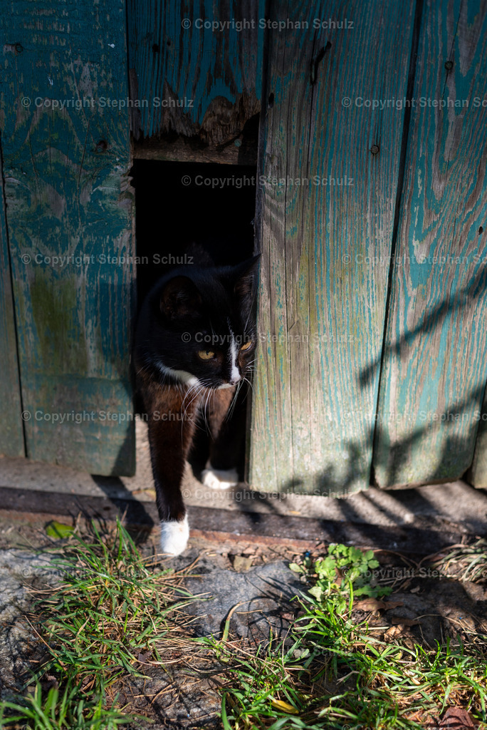 Kleine Hauskatze | Eine kleine Katze schaut aus einer Scheune heraus.  - Realisiert mit Pictrs.com