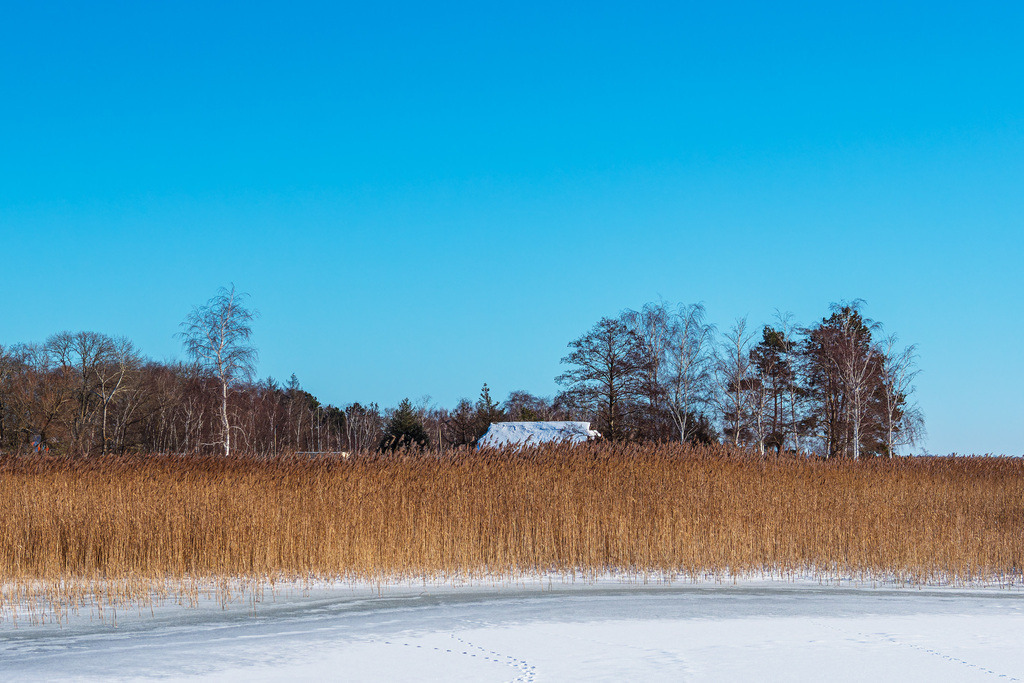 Schilf und Bäume am Bodden bei Wieck auf dem Fischland-Darß im Winter | Schilf und Bäume am Bodden bei Wieck auf dem Fischland-Darß im Winter.