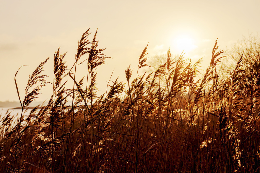 XXL Wandbild: Schilf im Licht der Abendsonne | Dieses XXL Wandbild im Querformat zeigt Schilf im Licht der Abendsonne. Durch die abendliche Lichtstimmung leuchtet der Himmel in einem schönen Beige.  - Realisiert mit Pictrs.com