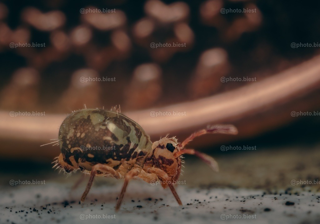Kugelspringer Star | Ein kleiner Kugelspringer vor einer 1-Cent-Münze. Dadurch sieht man erst mal, wie klein diese Tierchen überhaupt sind. - Realisiert mit Pictrs.com