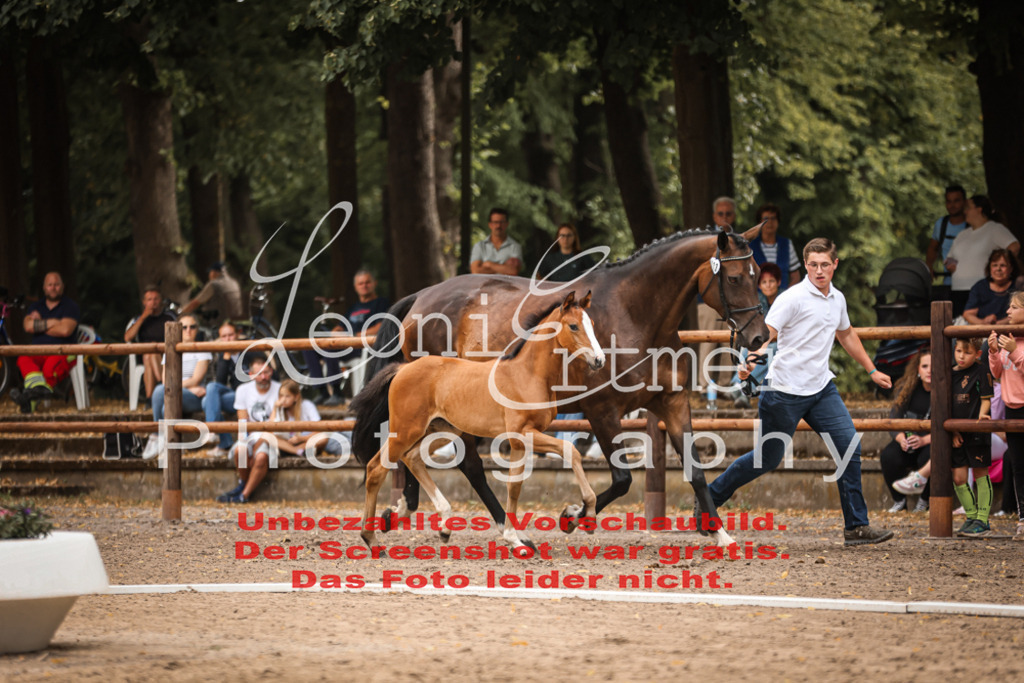 SaFohlen00130 | Leoni Ertmer Photography - Realisiert mit Pictrs.com