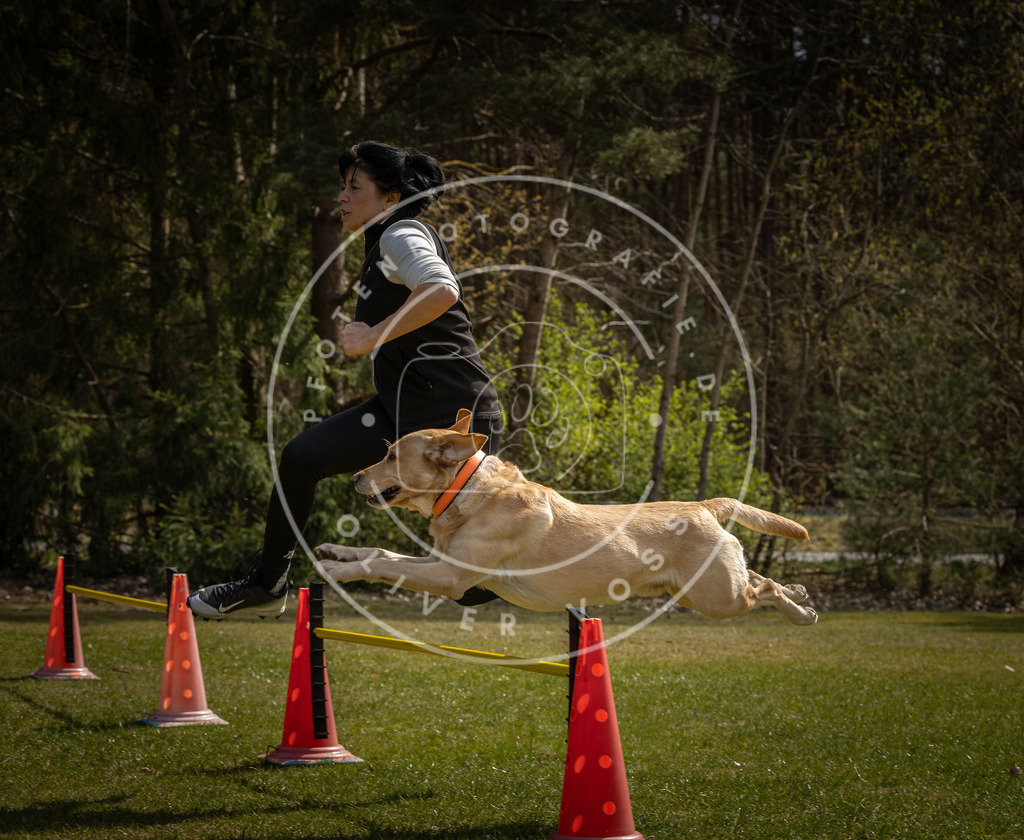 Pfotenfotografie_DV3A3543 | Hundefotografie, Tierfotograf, Pfotenfotografie, Fotoshooting Hund, Hunde Portrait, Hundesport, Hundeportraits, Heideshooting, Hunde, Sportfotograf, Hundefotograf, Turnierhundsport, THS,  - Realisiert mit Pictrs.com
