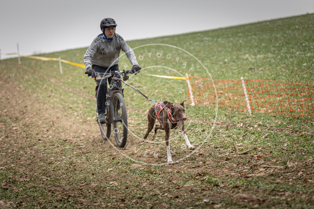 Pfotenfotografie_DV3A2488 | Hundefotografie, Tierfotograf, Pfotenfotografie, Fotoshooting Hund, Hunde Portrait, Hundesport, Hundeportraits, Heideshooting, Hunde, Sportfotograf, Hundefotograf, Turnierhundsport, THS,  - Realisiert mit Pictrs.com
