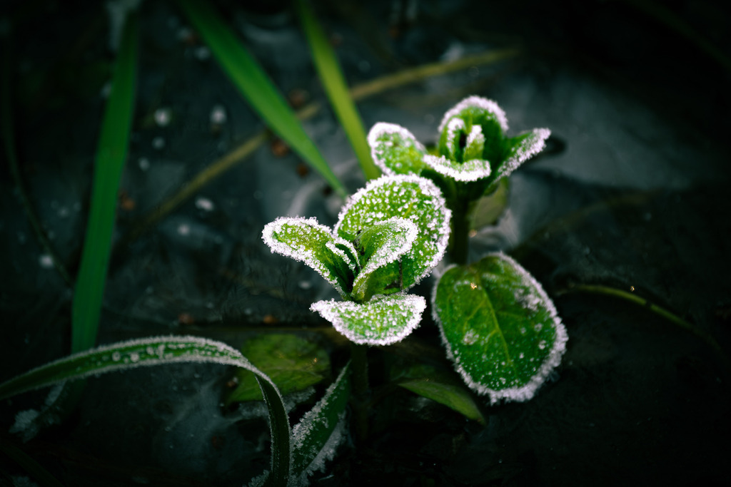 DSCF2491-11 | Tier- & Landschaftsfotografie und Porträtshootings. Entdecke einzigartige Fotokunst als Wandbild, Tasse oder Mauspad – mit Leidenschaft fotografiert - Realisiert mit Pictrs.com