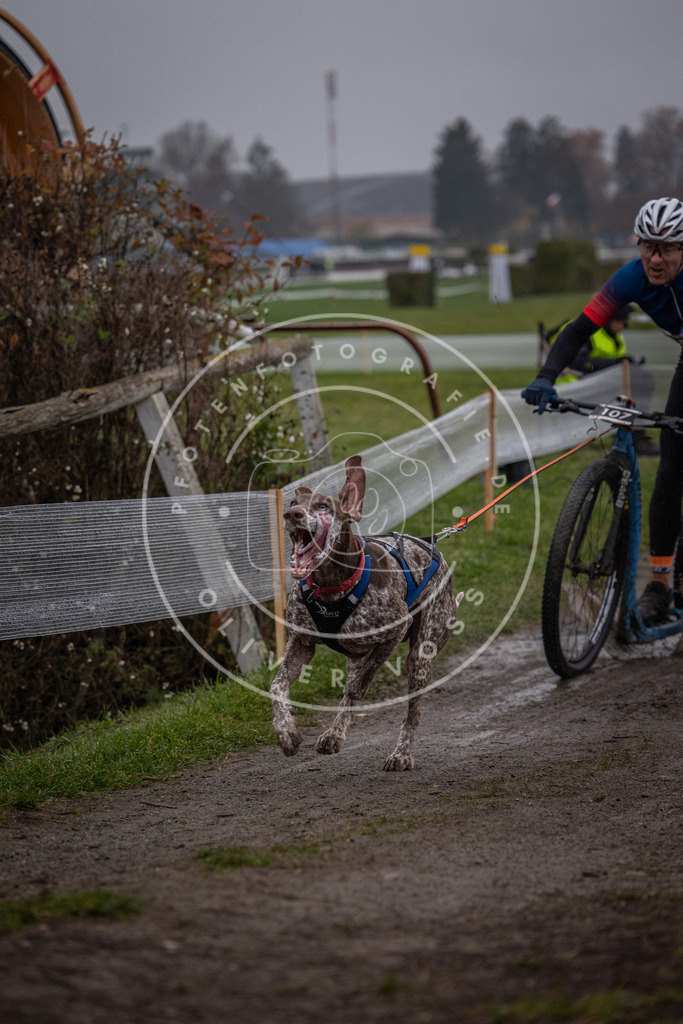 CaniXpix_0L8A0461 | Hundefotografie, Tierfotograf, Pfotenfotografie, Fotoshooting Hund, Hunde Portrait, Hundesport, Hundeportraits, Heideshooting, Hunde, Sportfotograf, Hundefotograf, Turnierhundsport, THS,  - Realisiert mit Pictrs.com