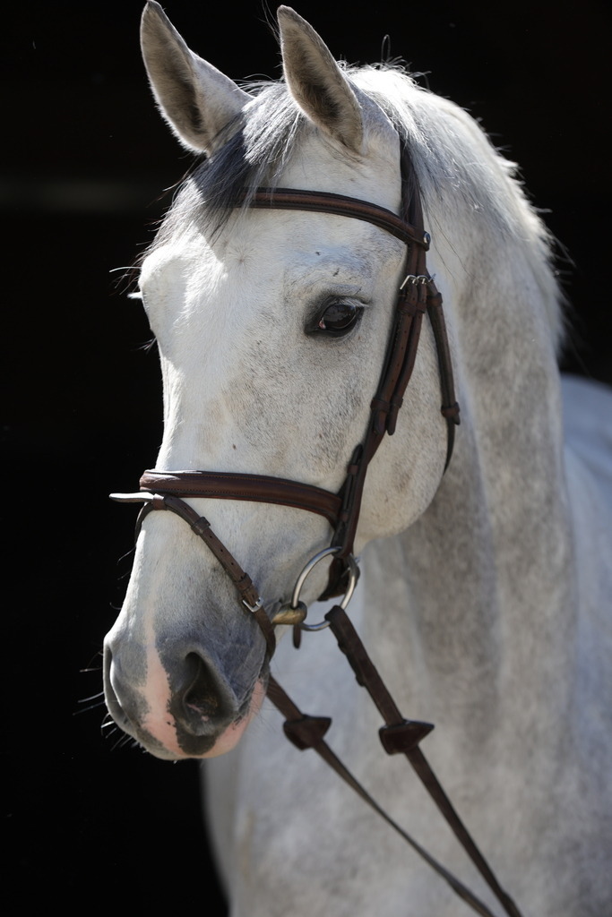 0P6A8902 | Willkommen bei Brunnmayr - Design & Fotografie – Ihrem Spezialisten für Reitturniere und Pferdeveranstaltungen in Oberösterreich, Salzburg und Bayern! Seit über 17 Jahren sind wir leidenschaftlich dabei.