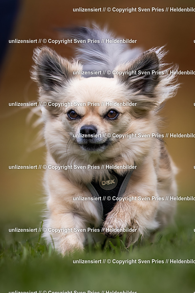 Sven Pries | 2024-04-21 - Hunderennen Baden-Oos
Foto: Sven Pries - Realisiert mit Pictrs.com