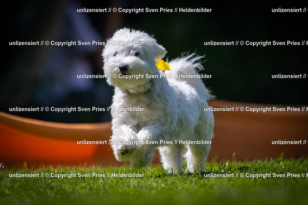 Sven Pries | 2025-08-10 - Hunderennen Durlach - Realisiert mit Pictrs.com