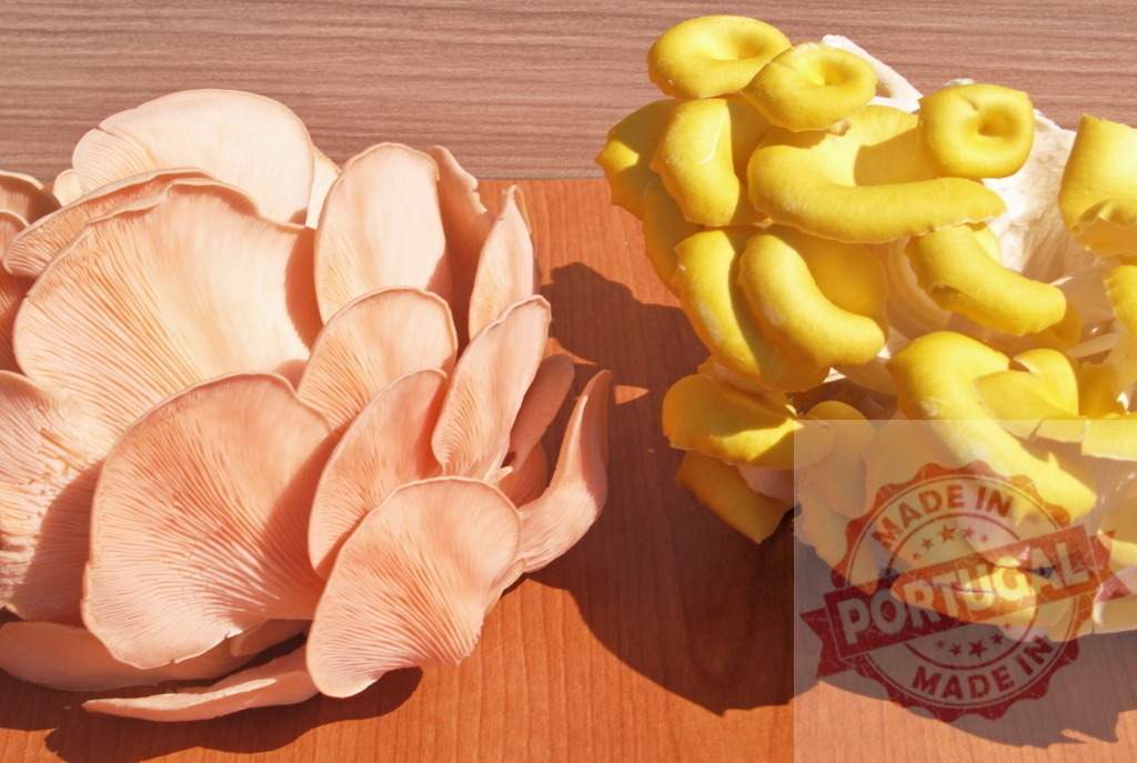 Pink and golden oyster mushrooms on wooden background | Fresh pink and golden edible oyster mushrooms growing on a wooden surface - Realized with Pictrs.com
