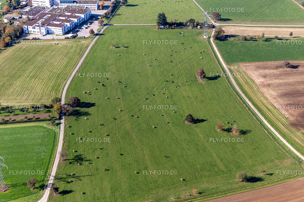 Rinderweide | Luftbild: Rinderweide im Ortsteil Langensteinbach in Karlsbad im Bundesland Baden-Württemberg in Deutschland. Foto: IMG_129975.jpg vom 24.10.2021 durch ©2025 Werner Riehm fly-foto.de/copyright - Realisiert mit Pictrs.com