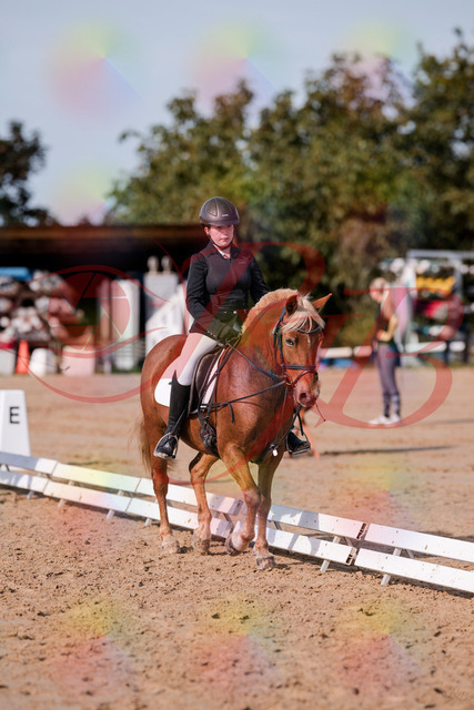 2026_10_03_Siefer-Hof_122041_Z81_20904231 | Professionelle Reitsport-, Turnier- und Eventfotografie von Robert Broda. Galerien mit ausgewählten und bearbeiteten Bildern direkt online ansehen und bestellen.