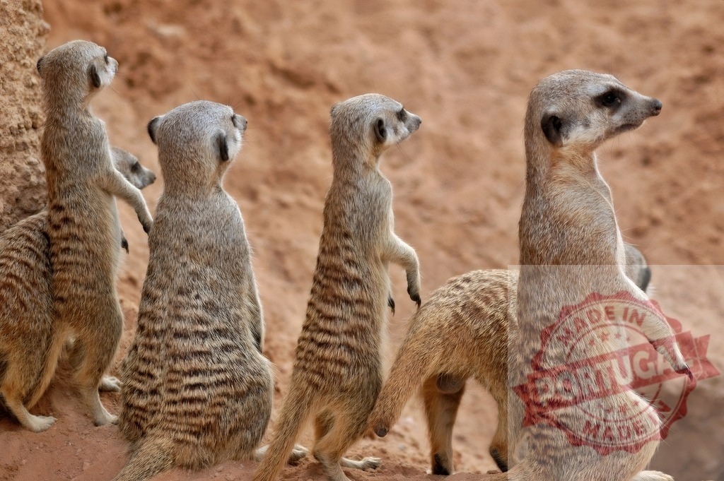 Meerkats standing alert, group vigilance on desert sand | Meerkats standing on hind legs, scanning the surroundings while guarding their burrow - Realisiert mit Pictrs.com