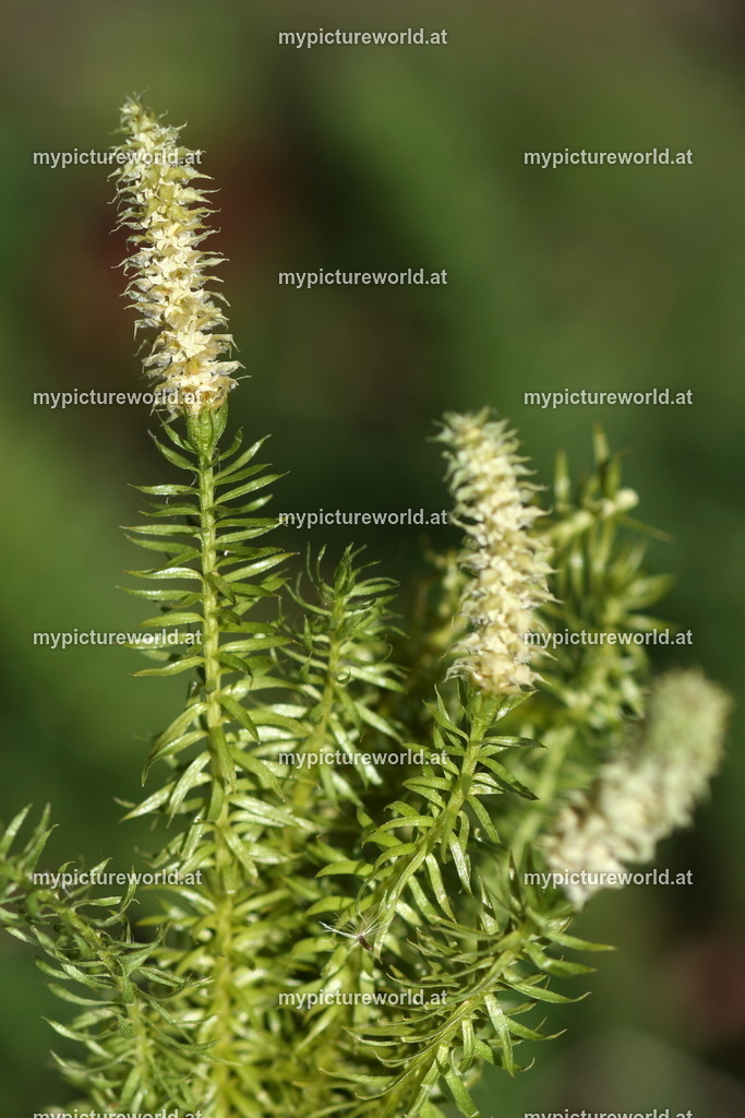 Sprossender Bärlapp-001 | Das Bilderarchiv über Tiere, Planzen und Landschaften. In der Bilddatenbank finden Sie ein große Auswahl an hochwertigen Bilder für Ihre Werbung - Realisiert mit Pictrs.com