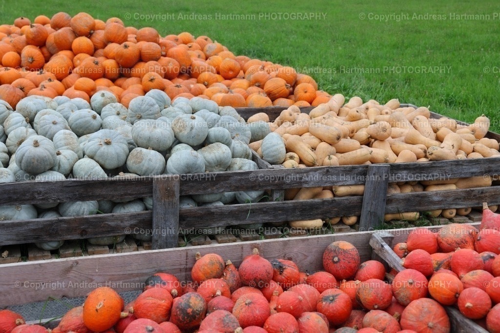 Kürbisernte | Kürbisernte mit den Sorten Butternut, Hokkaido, Casperida und Crown Prince - Realisiert mit Pictrs.com
